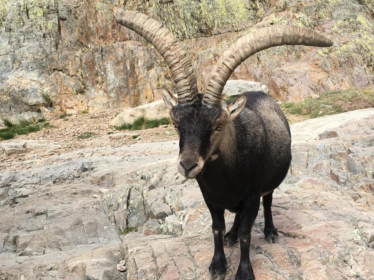 Cara Norte De Gredos Hoyos del Espino Zewnętrze zdjęcie